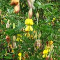 Caragana sinica fleur
